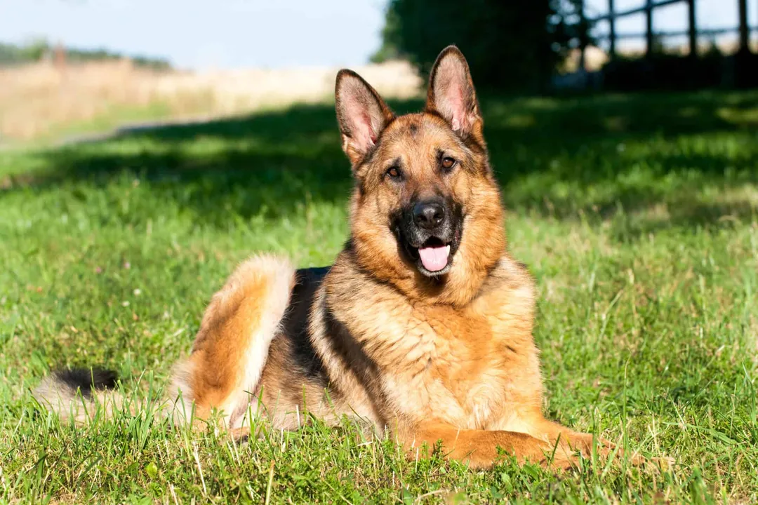 What are the cons of a Shiloh Shepherd?, Large Dog Needs