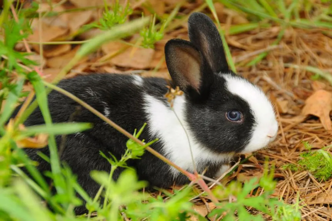 What are the cons of Dutch rabbits?