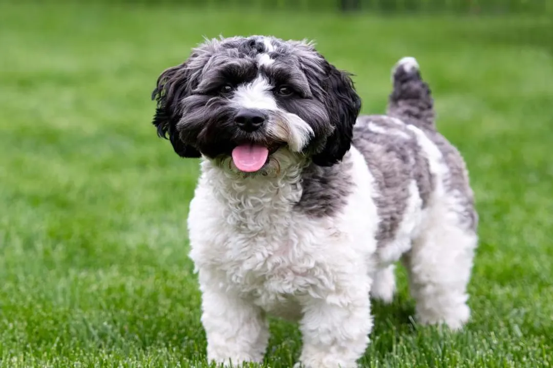 What are the cons of Havapoo?, Grooming Time Cost