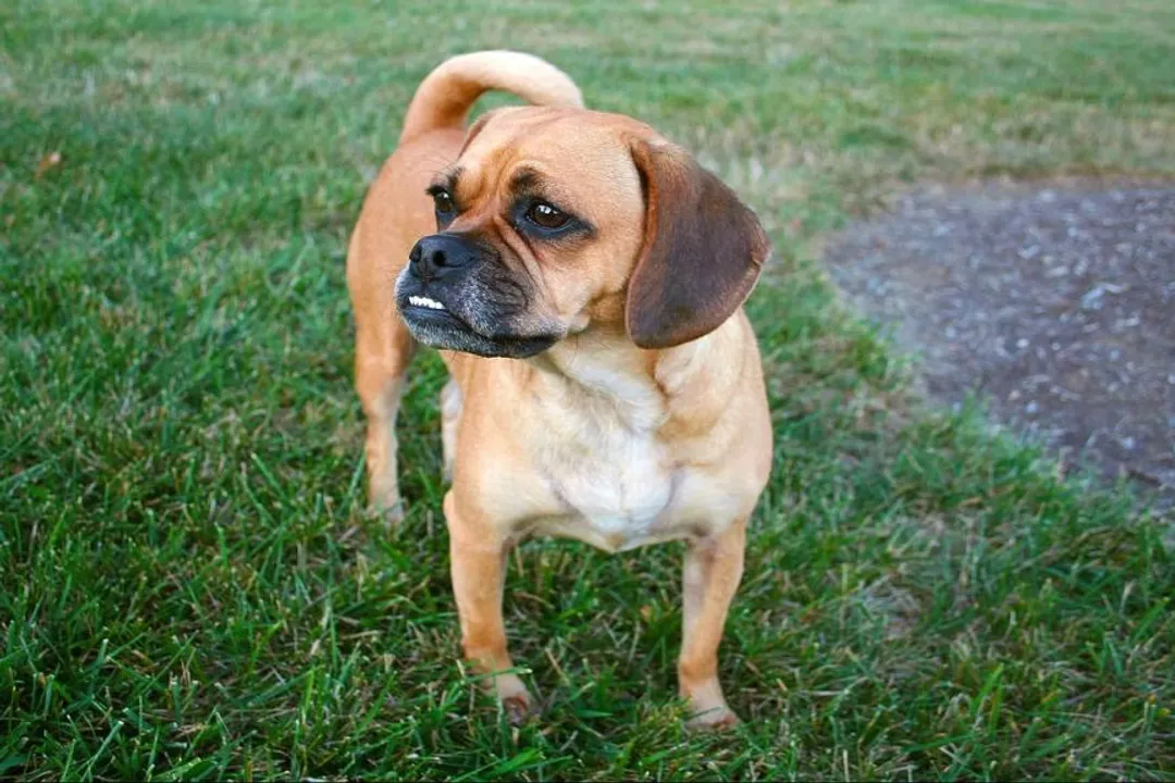 What are the cons of puggles?