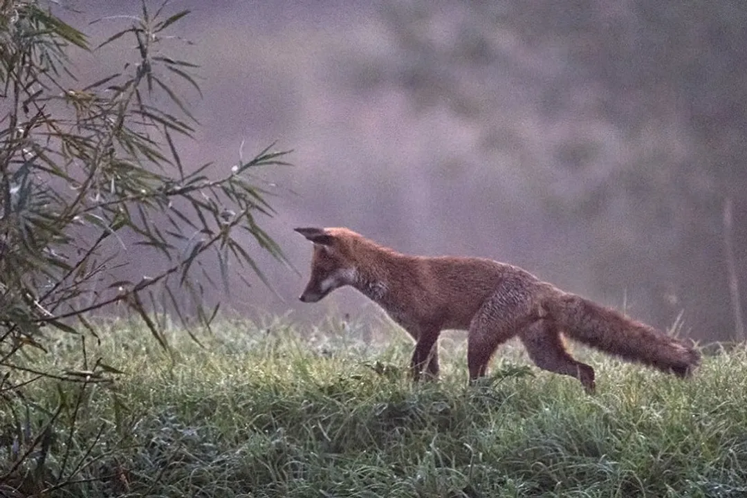 What are the cool abilities of foxes?