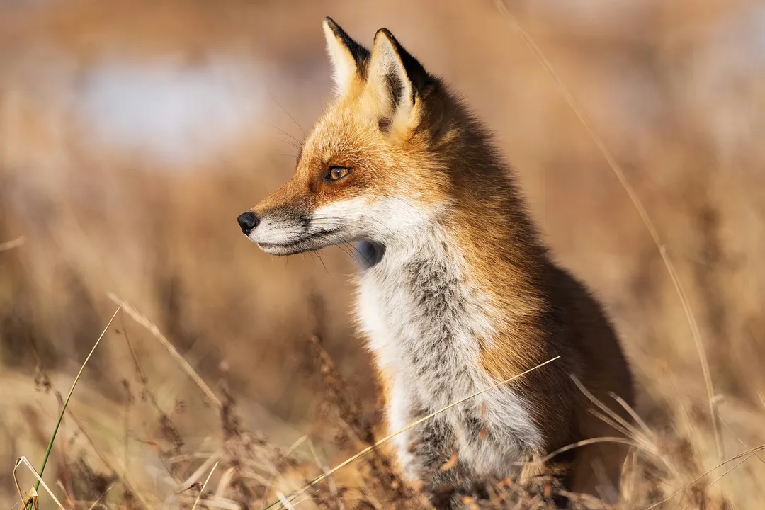 What are the cool abilities of foxes?, An Ecological Role