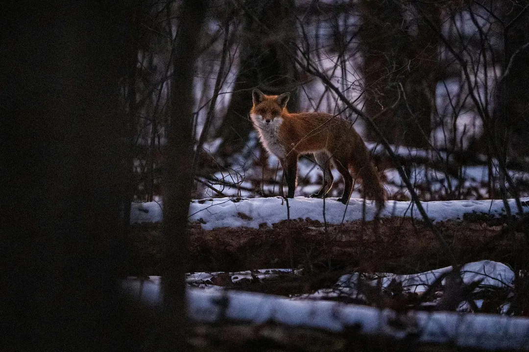 What are the cool abilities of foxes?, Sensory Acuity