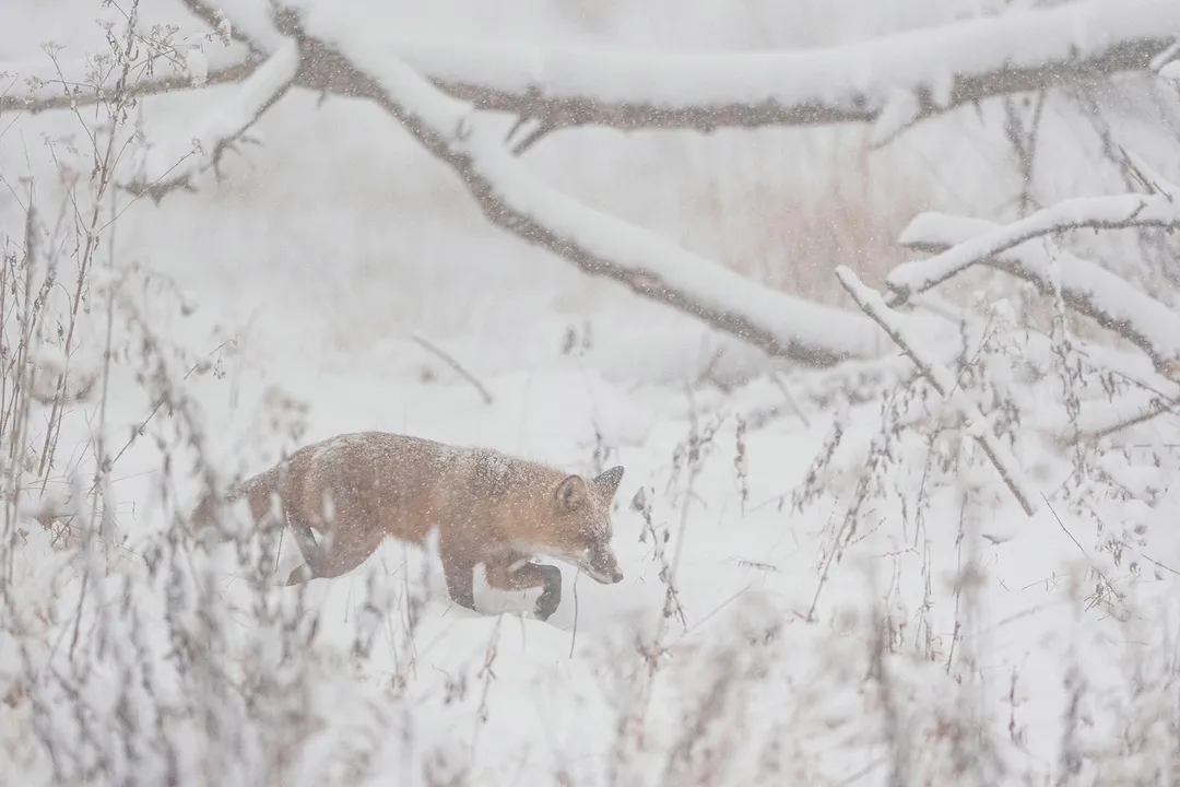 What are the cool abilities of foxes?, Physical and Behavioral Dexterity
