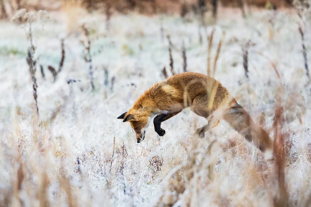 What are the cool abilities of foxes?, Sensory Acuity