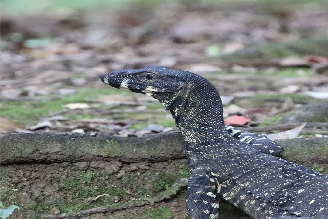 What are the different types of lace monitors?, Color Forms