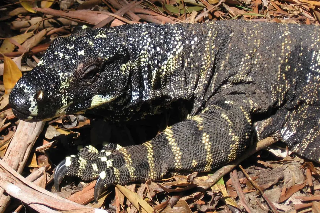 What are the different types of lace monitors?