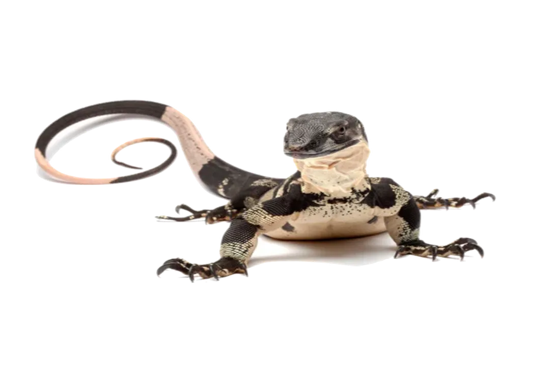 What are the different types of lace monitors?, Related Giants