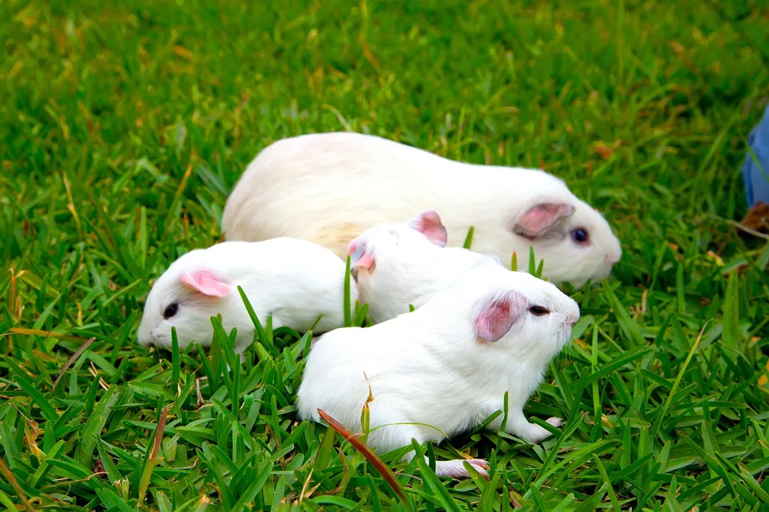 What are the different types of Peruvian guinea pigs?, Temperament and Social Needs