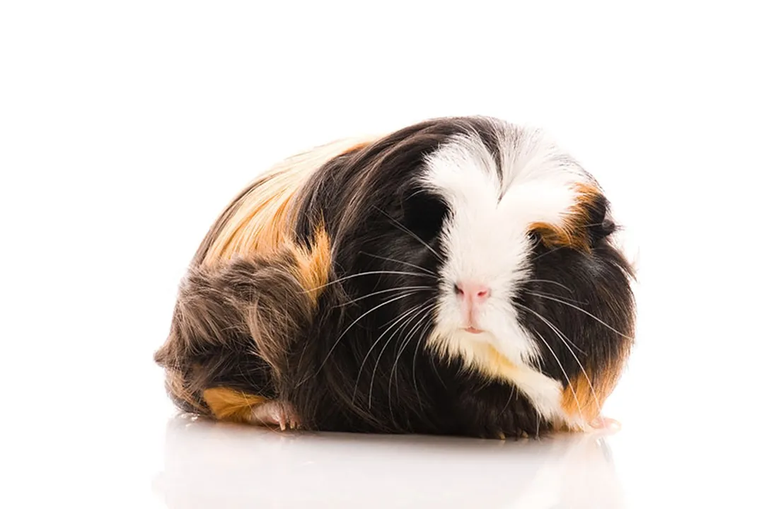 What are the different types of Peruvian guinea pigs?, Grooming Commitment