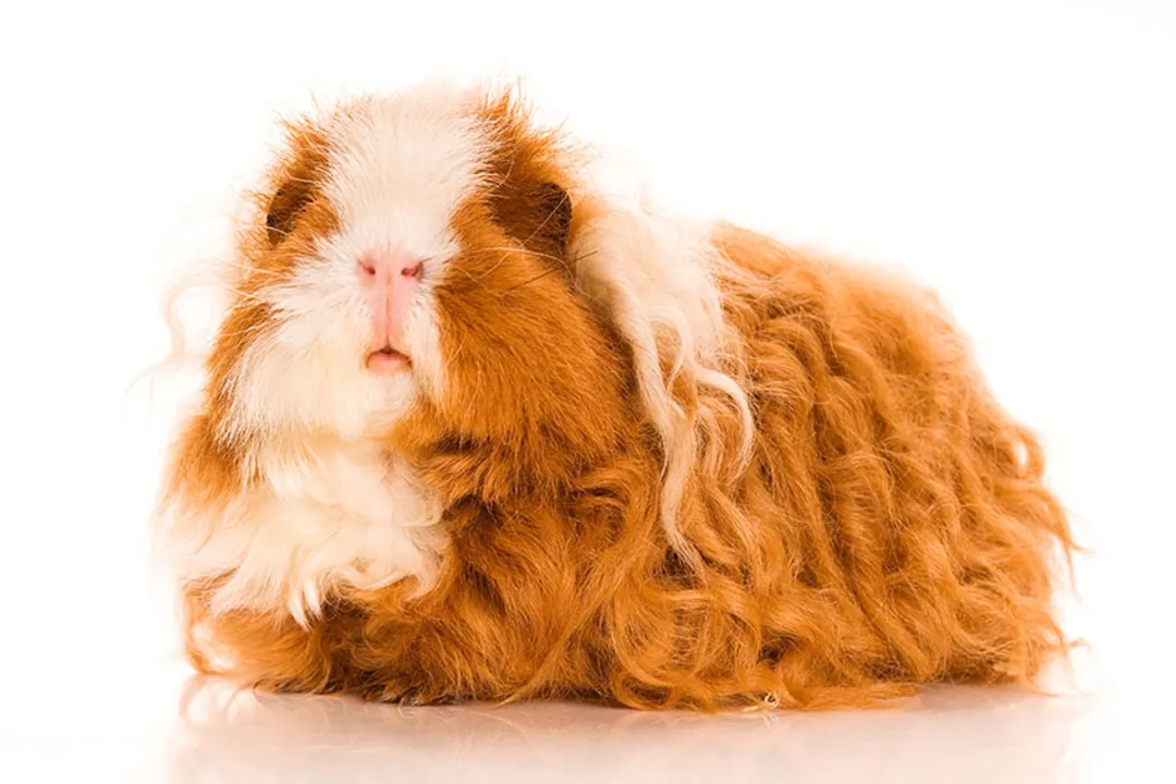 What are the different types of Peruvian guinea pigs?, Peruvian Coat Variations