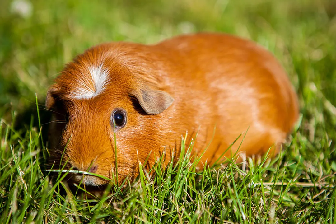 What are the different types of Peruvian guinea pigs?, Defining Features