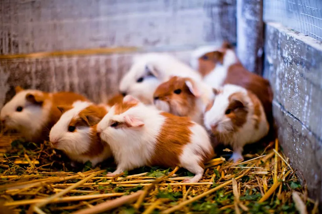 What are the different types of Peruvian guinea pigs?