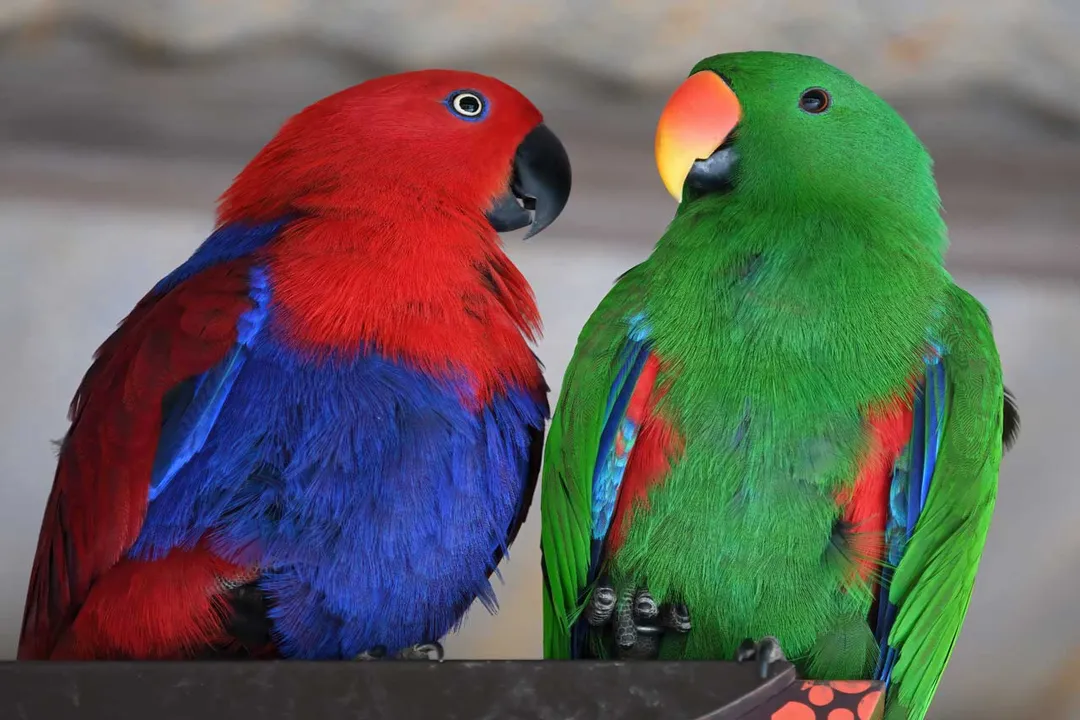 What specific health issues follow dietary mismanagement in Eclectus parrots?