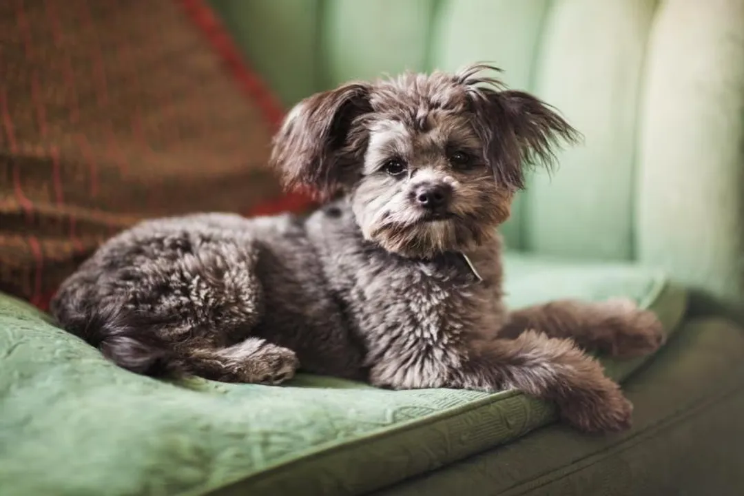 What are the downsides of a Yorkipoo?, Coat Maintenance