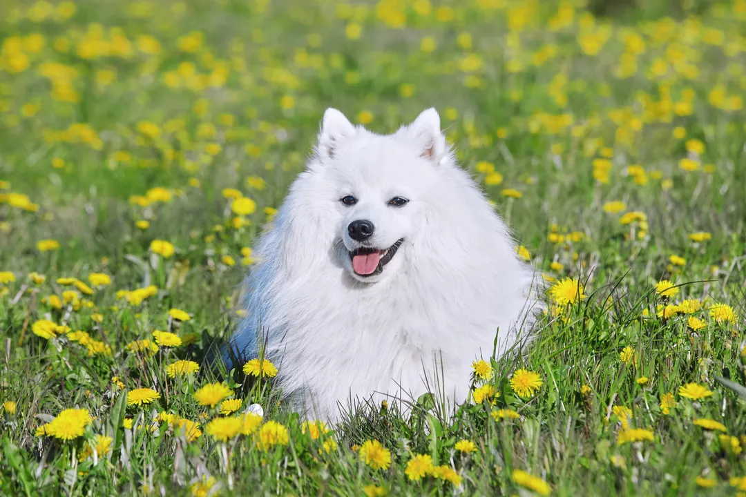 What are the downsides of Japanese Spitz?, Coat Management