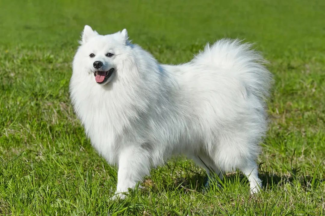 What are the downsides of Japanese Spitz?, Emotional Needs