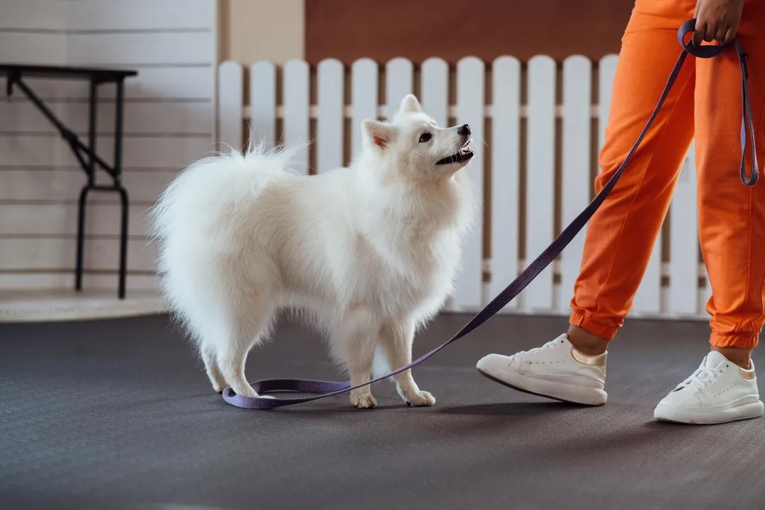 What are the downsides of Japanese Spitz?, Vocal Nature