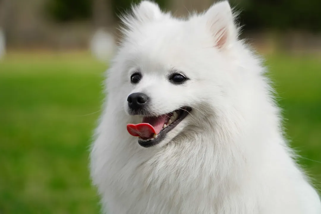 What are the downsides of Japanese Spitz?, Training Stubbornness