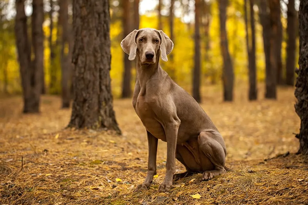 What are the downsides of Weimaraners?, Velcro Dogs