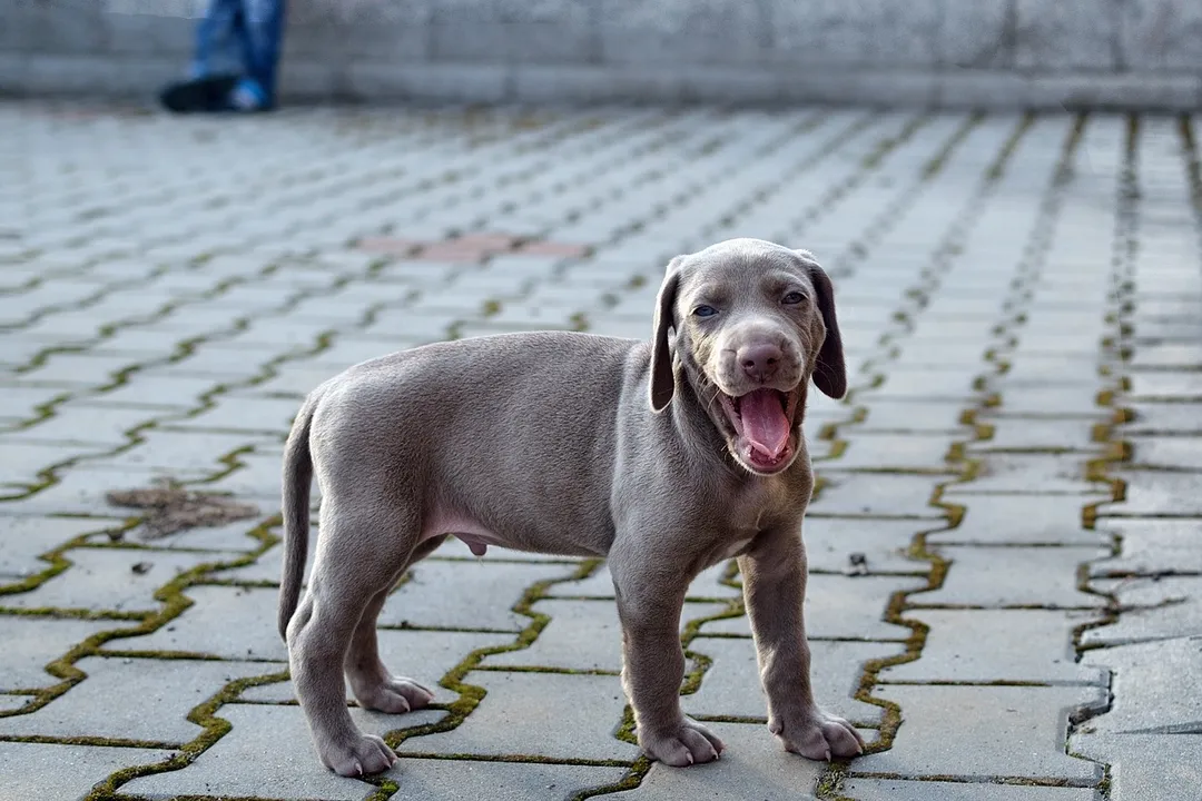 What are the downsides of Weimaraners?, Serious Health Concerns