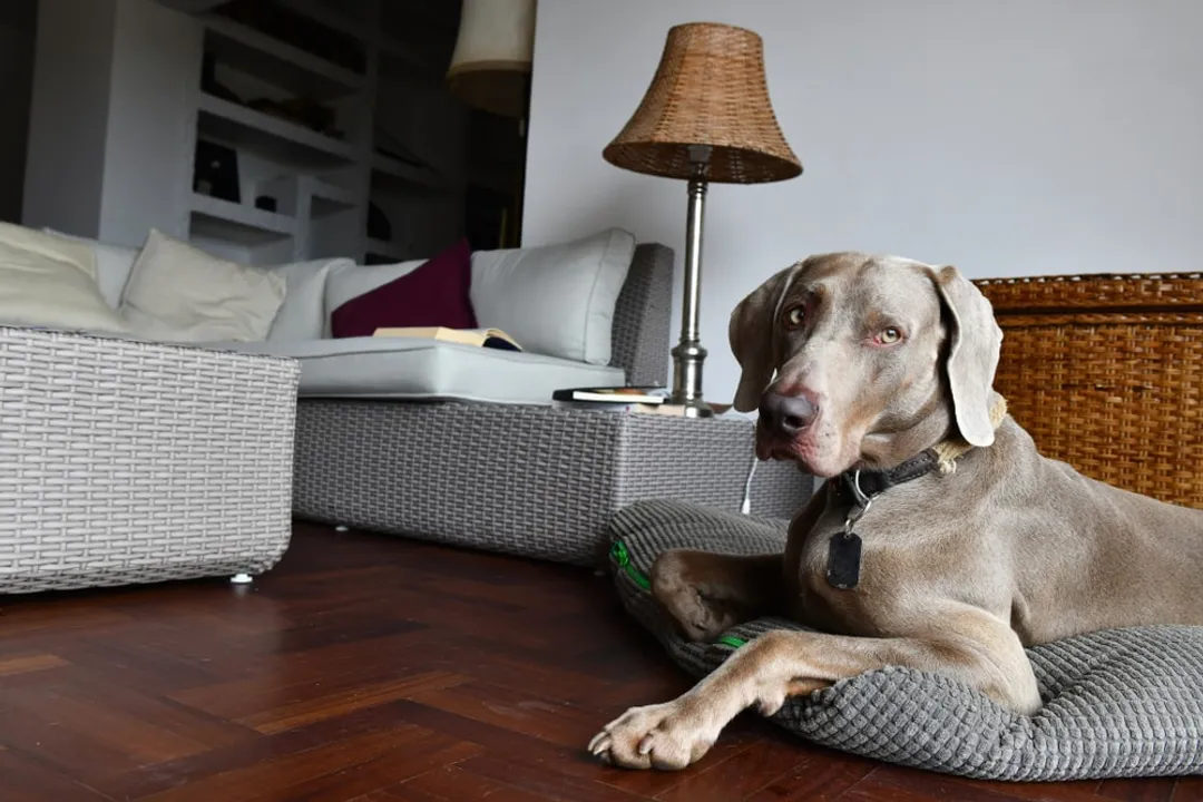 What are the downsides of Weimaraners?, High Energy