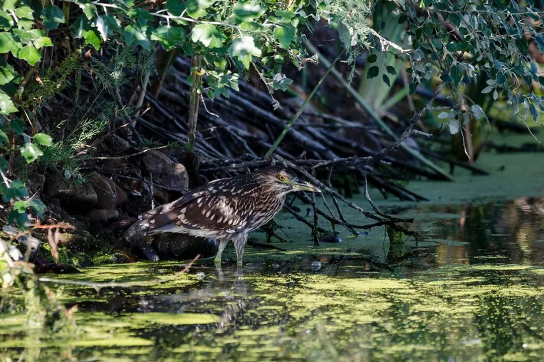 What are the effects of pesticides?, Exposure Routes