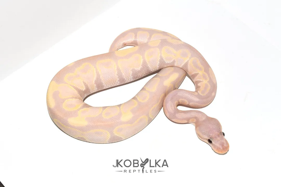 What are the facts about banana ball pythons?, Genetic Inheritance