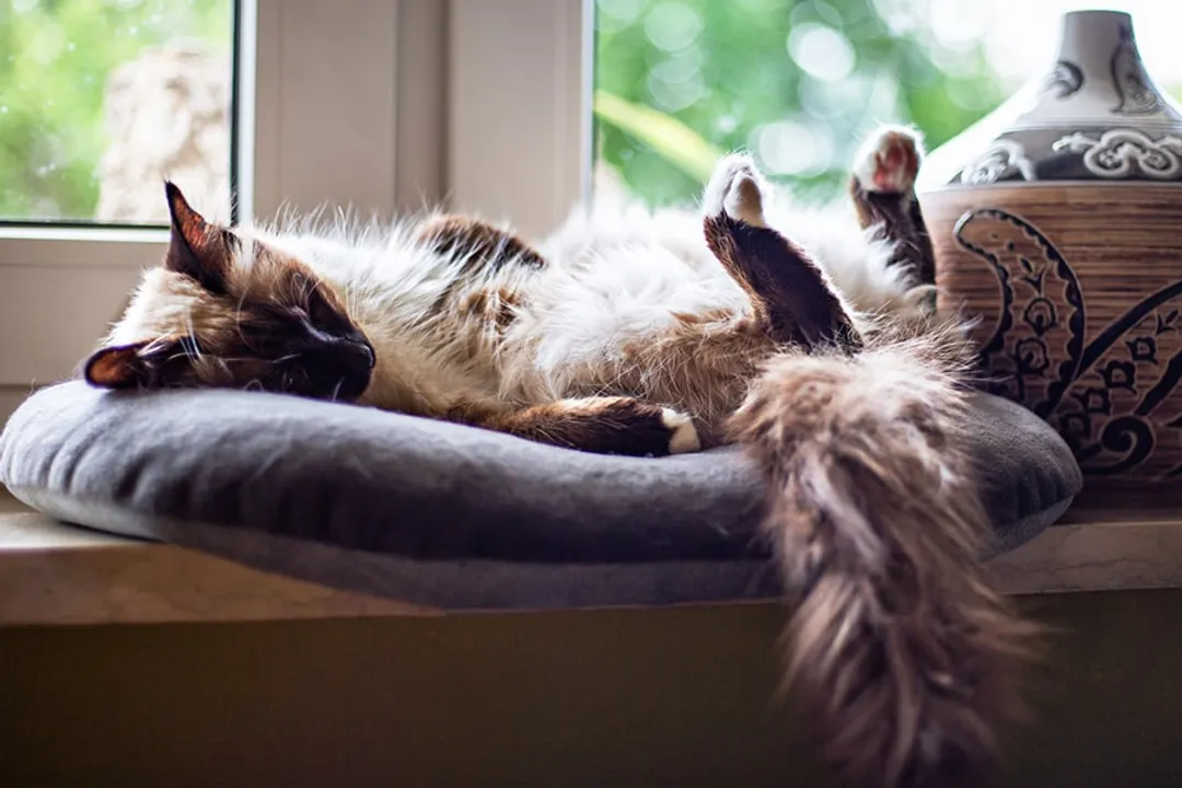 What are the facts about Birman cats for kids?, Coat and Eyes