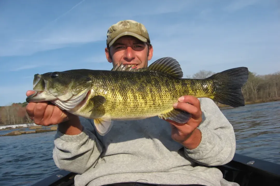 What are the facts about black bass?, Freshwater Group