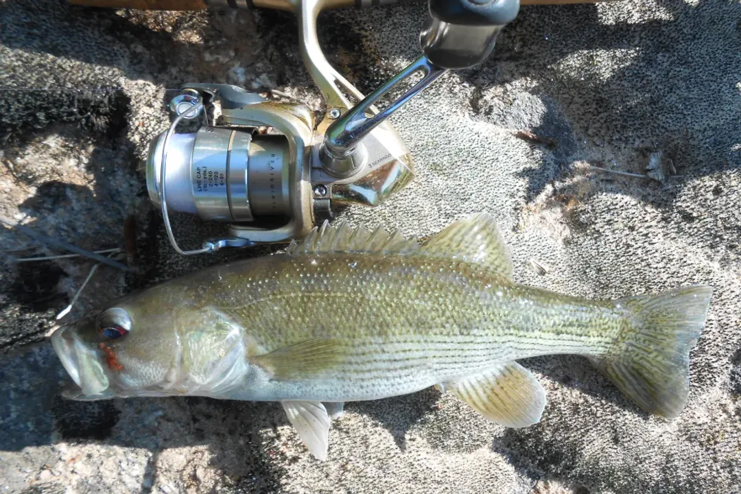 What are the facts about black bass?, Sea Bass Split