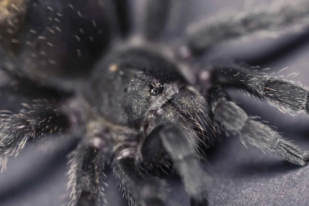 What are the facts about black tarantulas?, Physical Characteristics