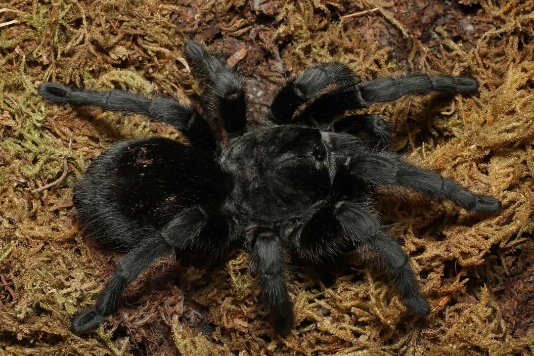 What are the facts about black tarantulas?