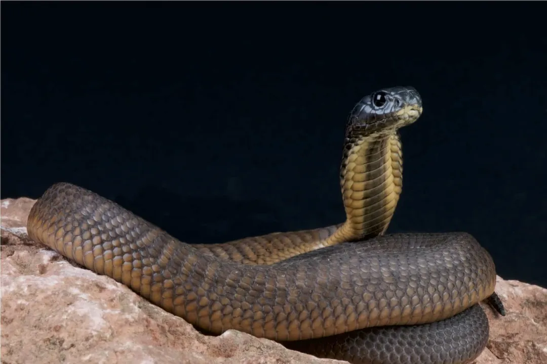 What are the facts about the Arabian cobra?, Habitat and Range