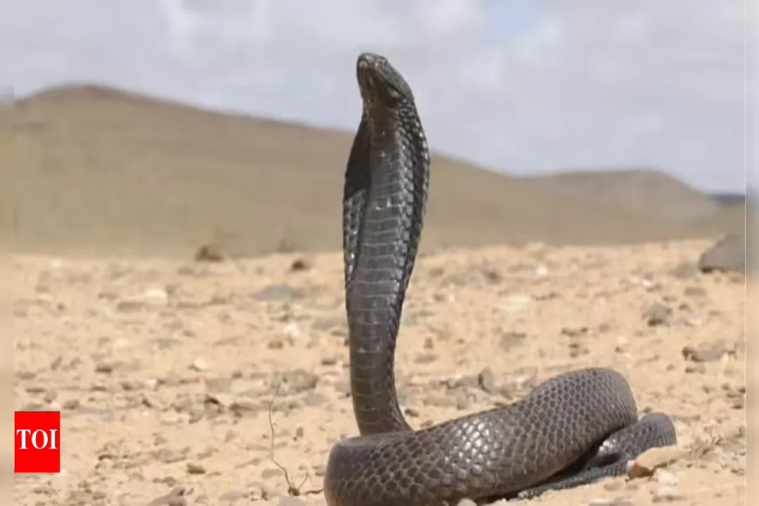 What are the facts about the Arabian cobra?, Key Characteristics