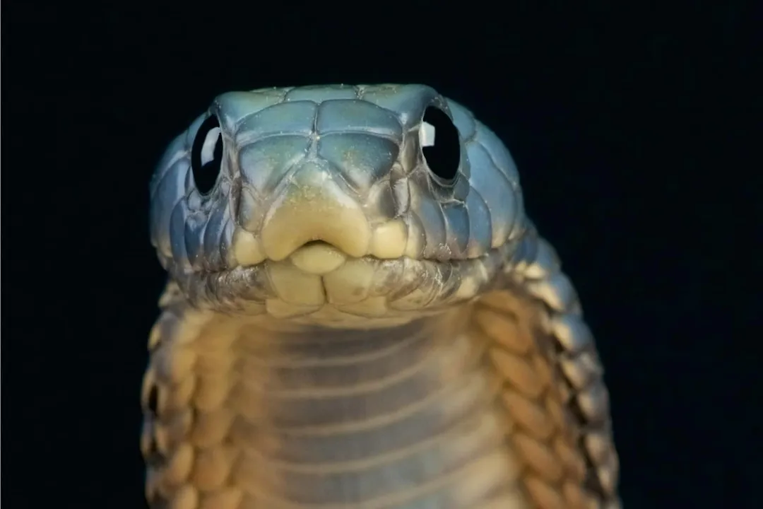 What are the facts about the Arabian cobra?, Venom and Danger