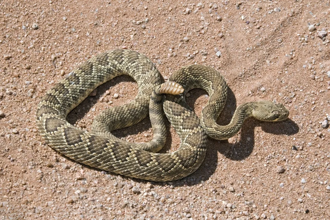What are the facts about the Mojave rattlesnake?, Appearance Defined