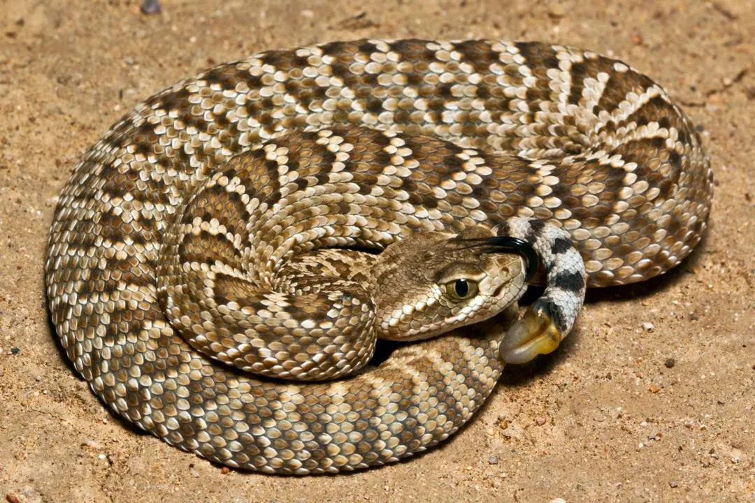 What are the facts about the Mojave rattlesnake?, Venom Severity