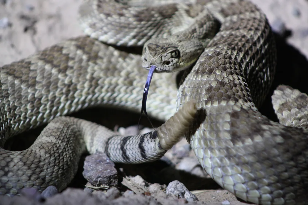 What are the facts about the Mojave rattlesnake?, Desert Home