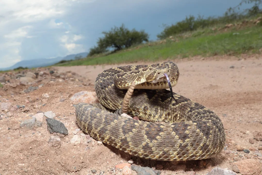 What are the facts about the Mojave rattlesnake?, Life Cycle Facts