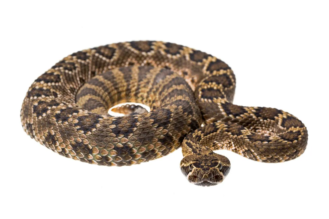 What are the facts about the Mojave rattlesnake?