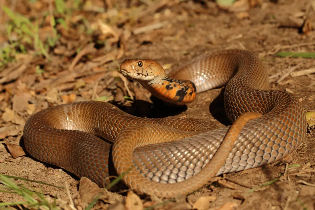 What are the facts about the spitting cobra?, Species Diversity