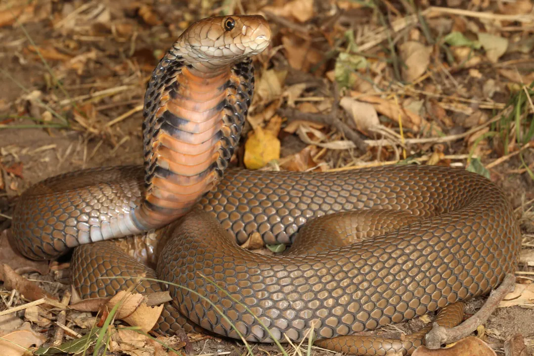 What are the facts about the spitting cobra?, Venom Profile