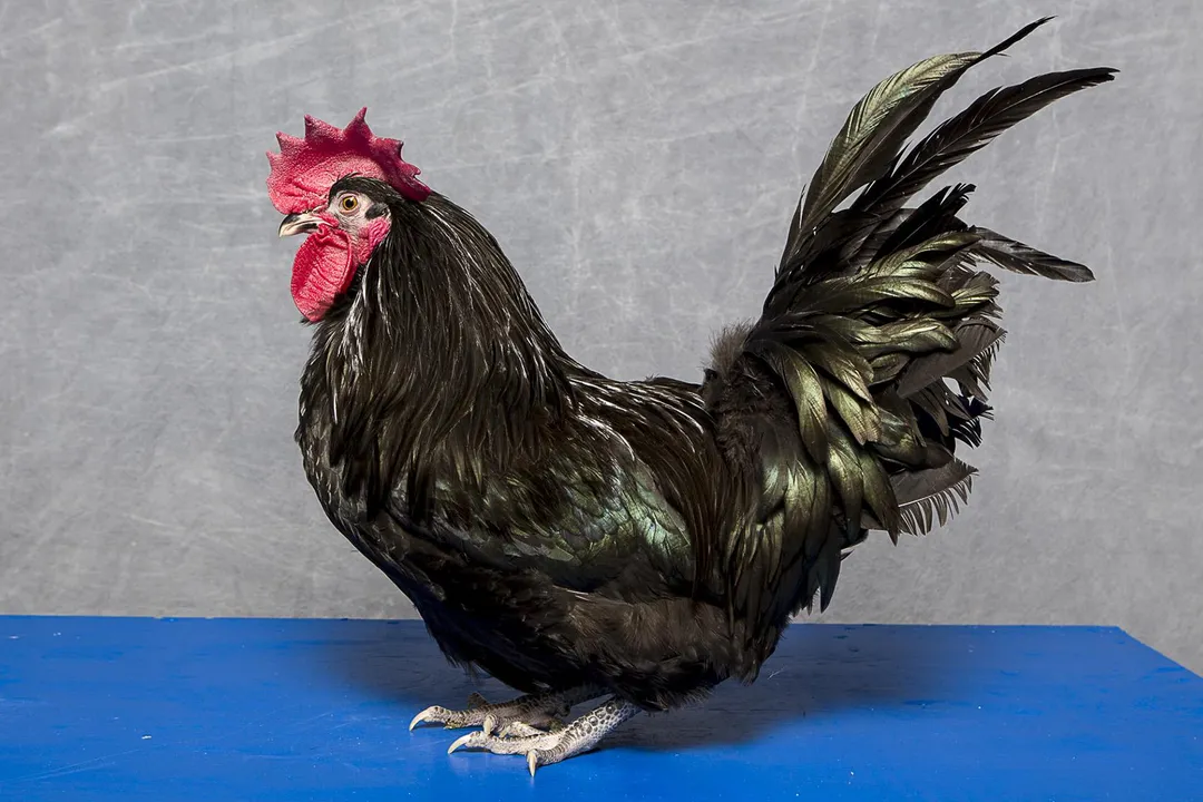 What are the five classifications of chickens?, English Standards