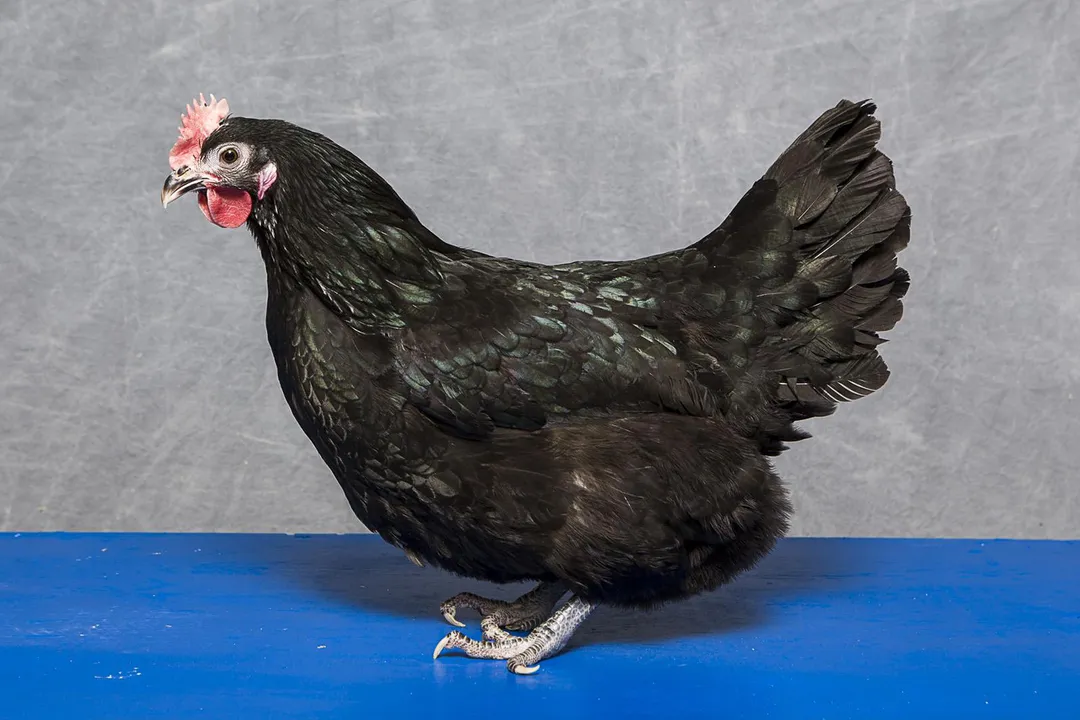 What are the five classifications of chickens?