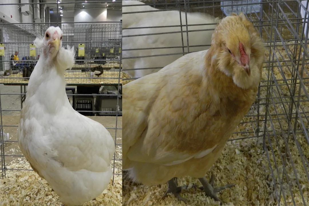 What are the five classifications of chickens?, Asiatic Origins