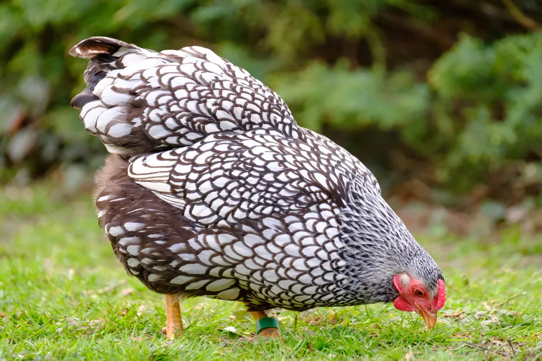 What are the five classifications of chickens?, American Breeds