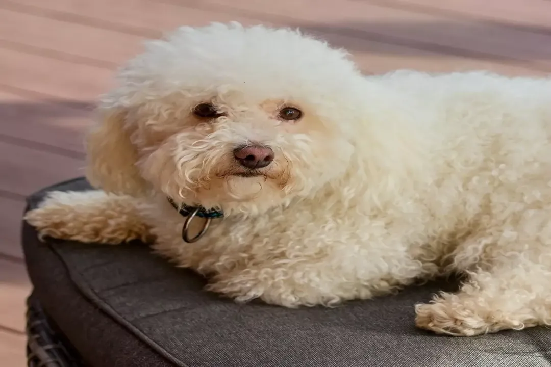 What are the health issues with Bolognese dogs?, Dental Focus