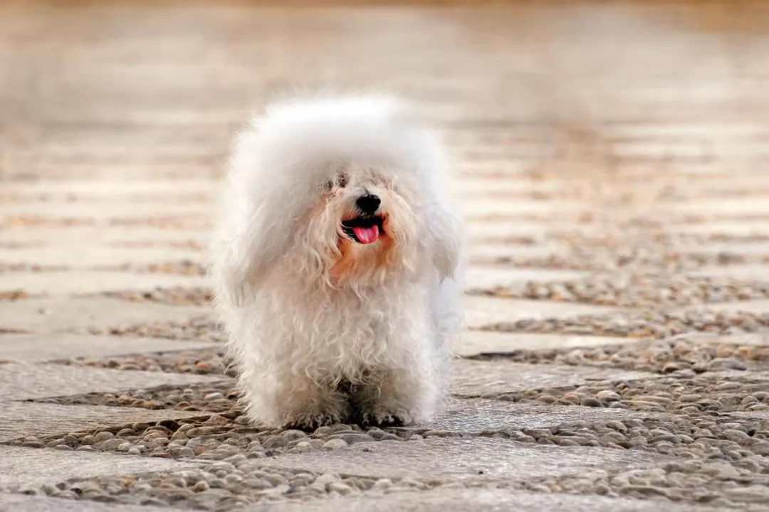 What are the health issues with Bolognese dogs?, Systemic Risks