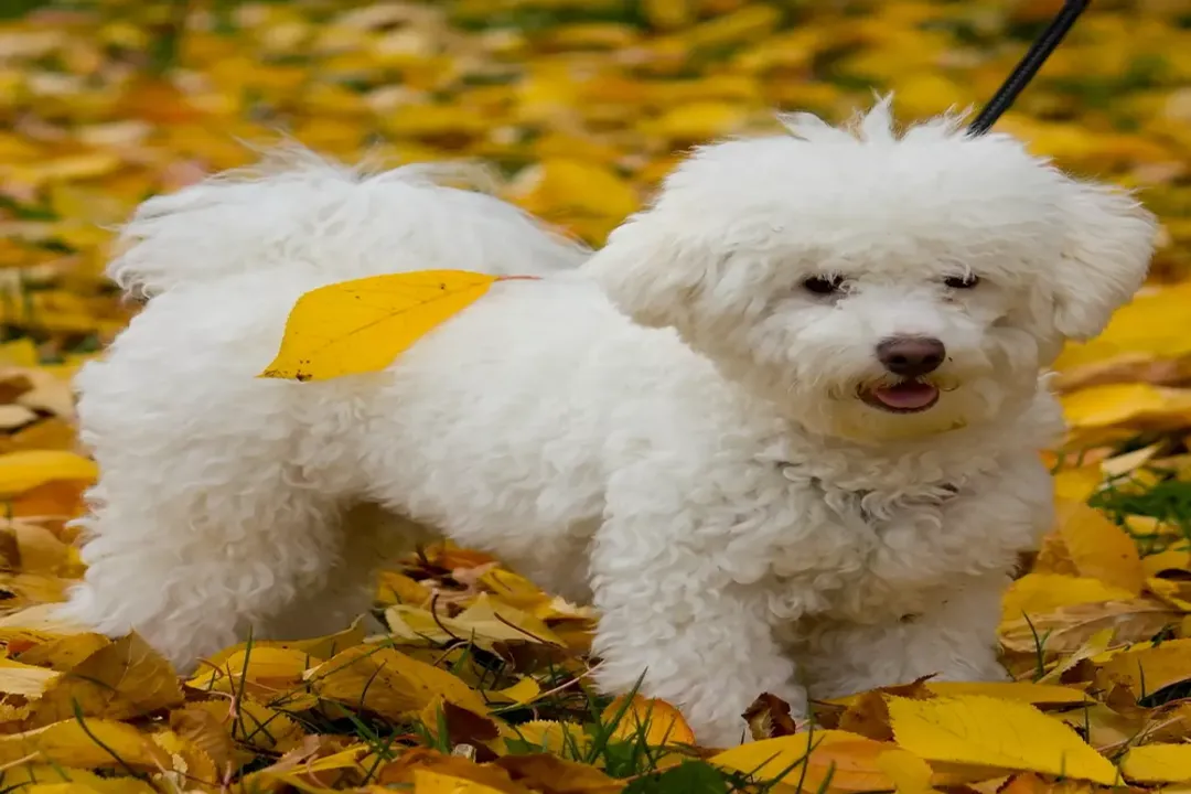 What are the health issues with Bolognese dogs?, Patellar Concerns